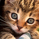 kitten
